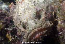 Spotted Scorpionfish on the Big Coral Knoll off the beach... by Michael Kovach 